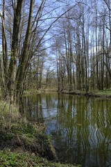 Altmain bei Sand am Main im Naturschutzgebiet Mainaue bei Augsfeld, Stadt Haßfurt, Landkreis Hassberge, Unterfranken, Franken, Bayern, Deutschland