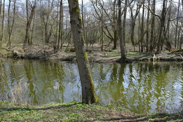 Altmain bei Sand am Main im Naturschutzgebiet Mainaue bei Augsfeld, Stadt Haßfurt, Landkreis Hassberge, Unterfranken, Franken, Bayern, Deutschland