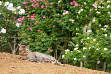 Obraz premium 植物園に住み着いている野良猫