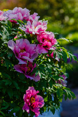 Paeonia x suffruticosa in spring garden. Paeonia blossom. Beautiful peony flowers on a natural background.