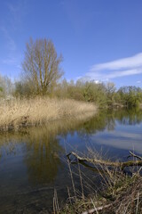 Sander Baggerseen im Naturschutzgebiet Mainaue bei Augsfeld, Landkreis Hassberge, Unterfranken, Franken, Bayern, Deutschland.