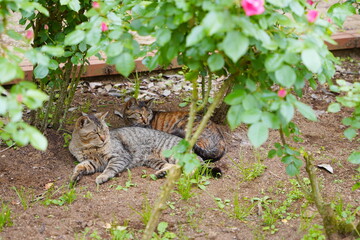 植物園に住み着いている野良猫