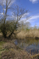 Sander Baggerseen im Naturschutzgebiet Mainaue bei Augsfeld, Landkreis Hassberge, Unterfranken, Franken, Bayern, Deutschland.