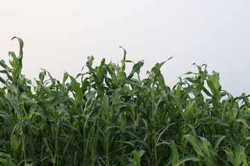 green colored maize tree firm on field