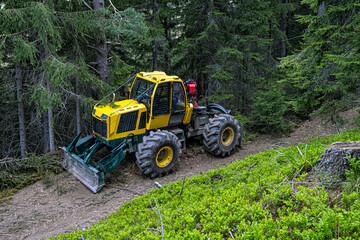 Obraz premium Tree logging in Ziar valley, Western Tatras, Slovakia