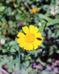 Margherita gialla con insetto impollinatore