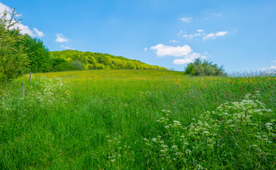 Fields and trees in a green hilly grassy landscape under a blue sky in sunlight in springtime, Voeren, Limburg, Belgium, June, 2021