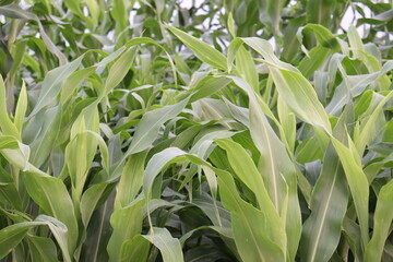 green colored maize tree firm on field