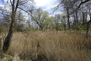 Sander Baggerseen im Naturschutzgebiet Mainaue bei Augsfeld, Landkreis Hassberge, Unterfranken, Franken, Bayern, Deutschland.