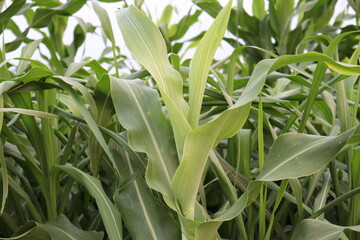 green colored maize tree firm on field