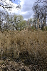 Sander Baggerseen im Naturschutzgebiet Mainaue bei Augsfeld, Landkreis Hassberge, Unterfranken,...