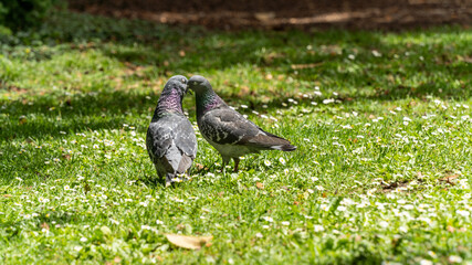 Young couple of pigeons in full love ritual, in spring