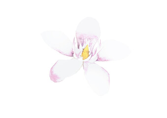 Tahitian Gardenia Flower  in watercolor on white background