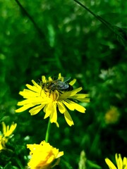 bee on yellow flower