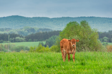 Young Baby Cow Calf Standing on Green Meadow and Grazing