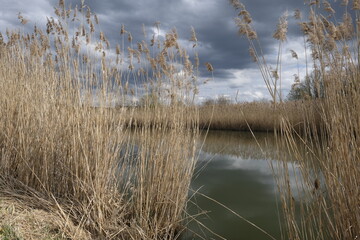 Sander Baggerseen im Naturschutzgebiet Mainaue bei Augsfeld, Landkreis Hassberge, Unterfranken, Franken, Bayern, Deutschland.