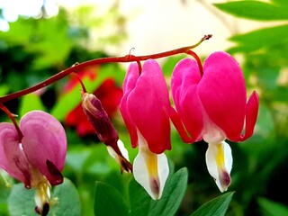 pink magnolia flowers