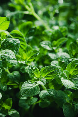 Green Oregano Leaves Background. Closeup Texture Detail. Fresh Herbs Produce - obrazy, fototapety, plakaty