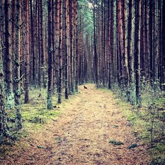 In the autumn pine forest, a dog is sitting on a forest road