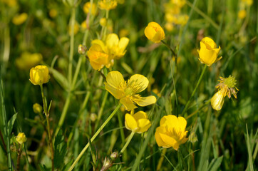 Fototapeta premium yellow buttercup wildflower ranunculus in the meadow