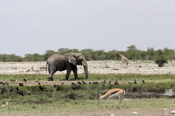 Wildlife, elephant giraffe and springbok at Etosha, Namibia - obrazy, fototapety, plakaty
