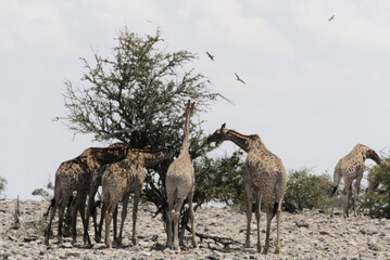 Giraffes sharing a tree