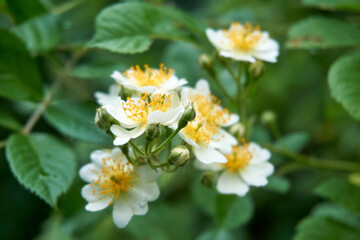 close up of white yellow flowers and blossoms