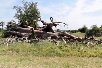 African giant baobab fell over