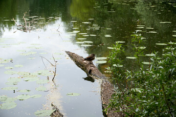 beautiful duck sitting on a tree trunk in the water