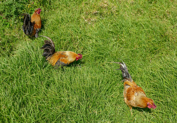 chicken in green grass