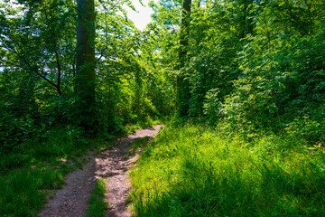 Fototapeta na wymiar Footpath in sunlight and shadow in green woodland in springtime, Voeren, Limburg, Belgium, June, 2021