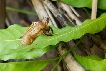 Close-up of cicada molting on leaves, cicada molting on leaves