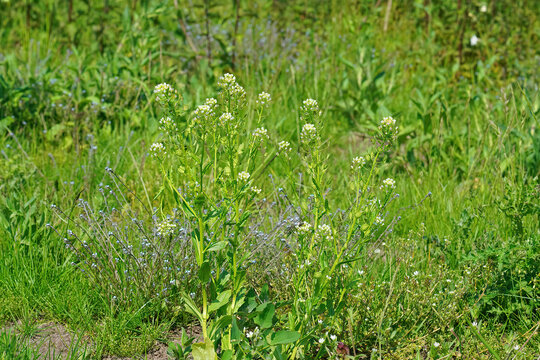 Closeup of stinkweed or bastard cress, Thlaspi arvense in a meadow