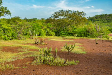 Many Xique xique cacti (Pilosocereus gounellei) and sertao/caatinga landscape - Oeiras, Piaui...