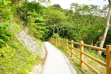 Green trail at Yambaru National Park in Okinawa, Japan - 沖縄 やんばる国立公園  - obrazy, fototapety, plakaty