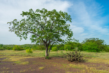 Fototapeta na wymiar Xique xique cactus (Pilosocereus gounellei) next to a tree - sertao/caatinga landscape - Oeiras, Piaui (Northeast Brazil)