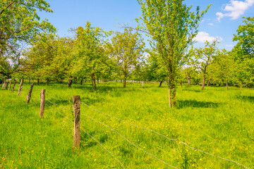 Fototapeta na wymiar Fruit trees in an orchard in bright sunlight under a blue sky in springtime, Voeren, Limburg, Belgium, June, 2021