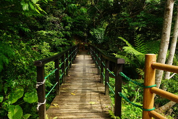 Wild Wooden bridge at Yambaru National Park in Okinawa, Japan - 日本 沖縄 やんばる国立公園 橋 - obrazy, fototapety, plakaty