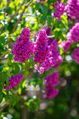Blooming lilac (лат. Syringa) in the garden. Beautiful purple lilac flowers on natural background