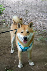 red sesame shiba inu dog look at the camera