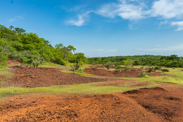 Many Xique xique cacti (Pilosocereus gounellei) and sertao/caatinga landscape - Oeiras, Piaui (Northeast Brazil)