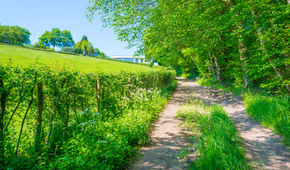 Obraz premium Fields and trees in a green hilly grassy landscape under a blue sky in sunlight in springtime, Voeren, Limburg, Belgium, June, 2021