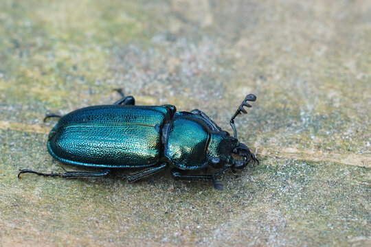 Closeup of the metallic green colored Lesser stag beetle, Dorcus parallelipipedus