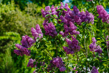 Blooming lilac (лат. Syringa) in the garden. Beautiful purple lilac flowers on natural background