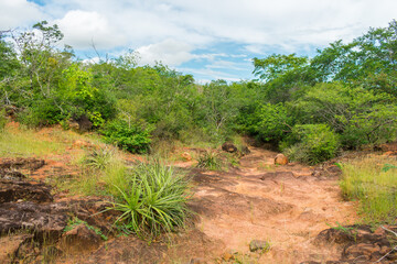 Fototapeta na wymiar Caatinga biome landscape in the countryside of Oeiras, Piaui (Northeast Brazil)