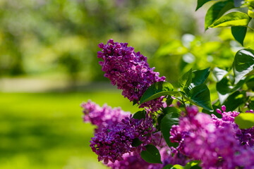 Blooming lilac (лат. Syringa) in the garden. Beautiful purple lilac flowers on natural background