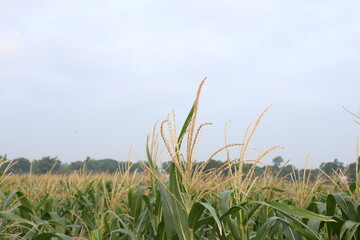 green colored maize tree firm on field