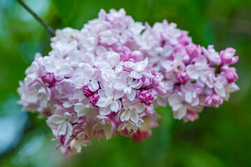 Blooming lilac (лат. Syringa) in the garden. Beautiful purple lilac flowers on natural background