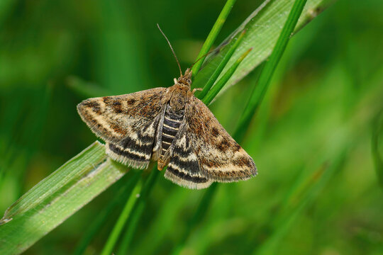 Closeup of the  straw-barred pearl moth, Pyrausta despicata, on grass