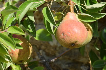 Poire fruit arbre jardin culture verger